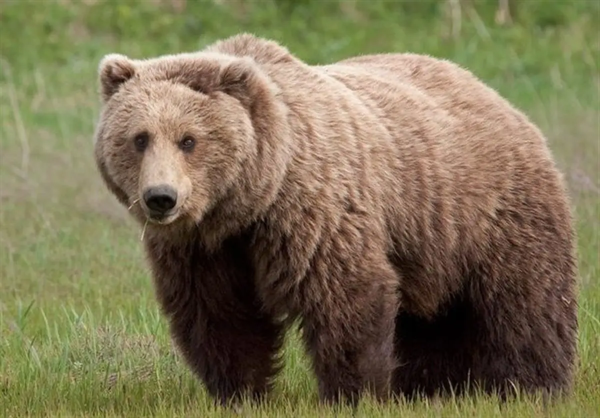 خرس مهربانی که دیگر مهربان نیست | حمله خرس قهوه‌ای به مردم | هشدار جدی؛ به حیوانات غذا ندهید+ ویدئو 