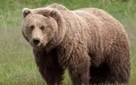 این دو مرد بدون هیچ ترسی با یک خرس وحشی کشتی گرفتند! + ویدئو
