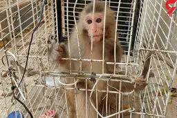 شناسایی باغ وحش شخصی با حیوانات بیگناه 