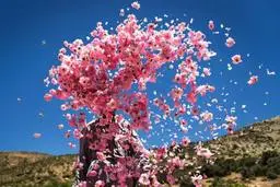 مشام‌تان را به بوی نای روزمرگی عادت ندهید | سهند ایرانمهر 