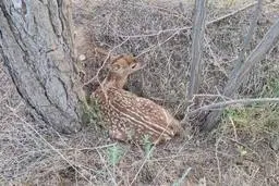 نخستین گوساله گوزن زرد ایرانی در آذربایجان غربی متولد شد!