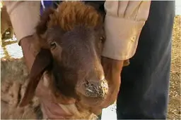  آیا  شیوع طاعون در دام‌های استان تهران هم تایید شد؟