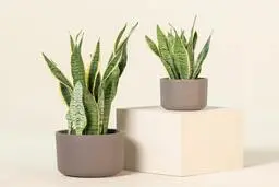 این قلق رو یاد بگیری راحت میتونی کلی سانسوریا پرورش بدی! | روش قلمه زدن گیاه سانسوریا +ویدئو