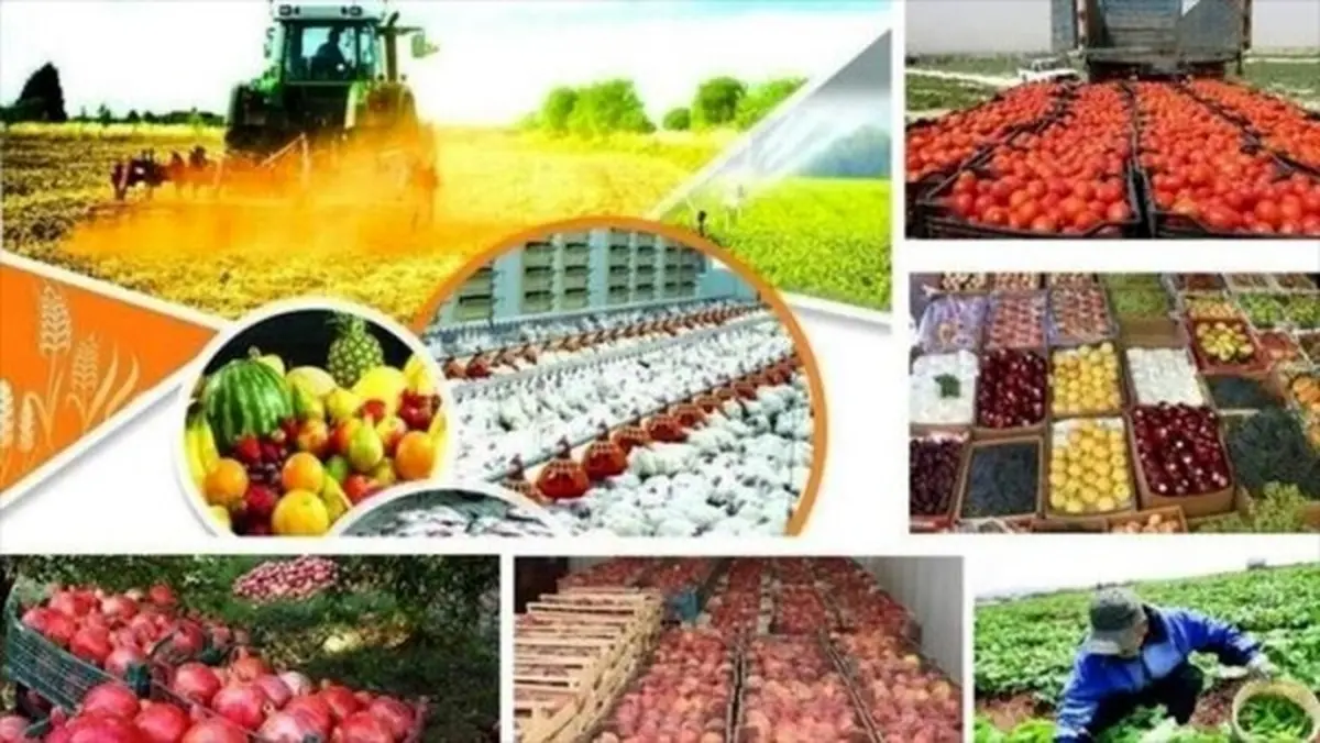 چرا محصولات کشاورزی ایرانی برگشت خورد؟ 