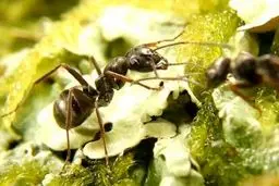 ترفندهای سریع و قطعی برای خلاص شدن از دست مورچه‌های خانه 