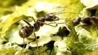 لحظه جالب آب خوردن مورچه از قطره آب! + ویدئو