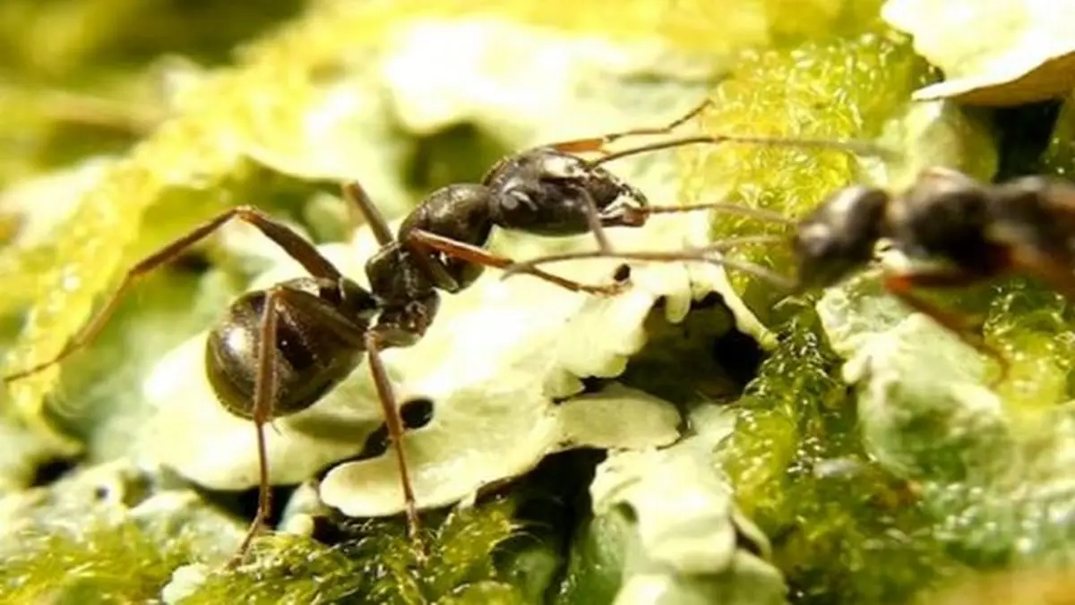 ترفند دور کردن مورچه ها از خانه بدون سم و مواد شیمیایی + عکس