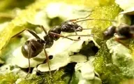 قدیمی‌ترین فسیل مورچه که از نسل فعلی بشر هم پیر تره | مورچه‌ای که در حال عبادت کهربایی شد! + عکس