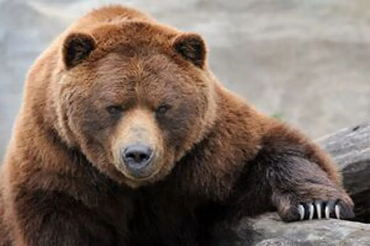 کشته شدن یک قلاده «خرس قهوه‌ای» در فیروزکوه 