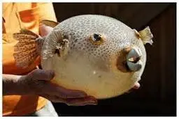 لحظه جالب از باد شدن ماهی بادکنکی را ببینید +ویدئو