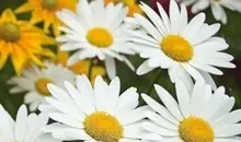 دعای امام صادق(ع) برای رزق و روزی و شروع روز  | افزایش روزی و ثروت با این دعا