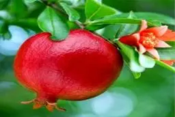 
خواص حیرت انگیز پوست انار 