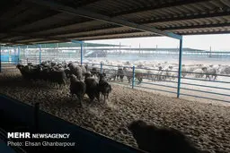  دام زنده  |  عرضه دام برای ادای نذورات مردم به صورت اینترنتی هم فراهم شد