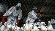 شیوع وحشتناک آنفلوانزای پرندگان | آیا یک همه‌گیری جدید در راه است؟
