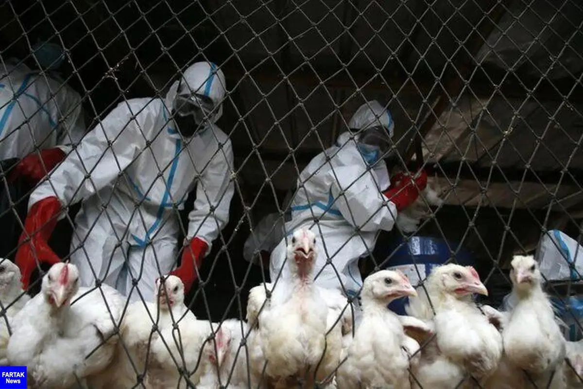 شیوع وحشتناک آنفلوانزای پرندگان | آیا یک همه‌گیری جدید در راه است؟