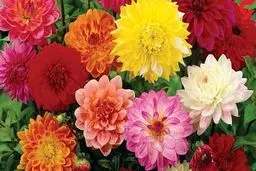 فال ابجد امروز | 8 اردیبهشت ماه 