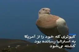 کبوتری که خود را از آمریکا به استرالیا رسانده بود کشته می‌شود