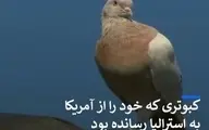 کبوتری که خود را از آمریکا به استرالیا رسانده بود کشته می‌شود