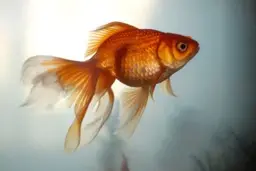  رهاسازی ماهی قرمز در رودخانه‌ها ممنوع!