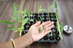 هل رو توی خونه داخل گلدون بکار | روش کاشت هل در خانه +ویدئو