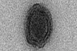 ویروس جدیدی در برزیل کشف شد