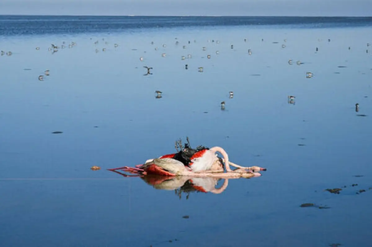 ادامه جمع‌آوری لاشه پرندگان وحشی در خلیج گرگان