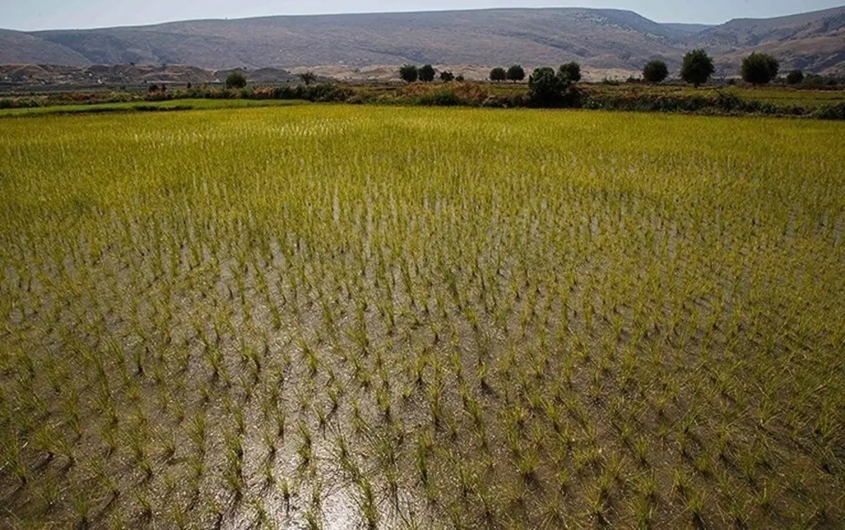  کشت برنج | برنج کاری در بخش سوسن شهرستان ایذه+عکس 