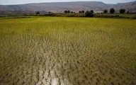  کشت برنج | برنج کاری در بخش سوسن شهرستان ایذه+عکس 