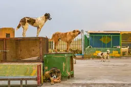 خطر سگ‌گزیدگی! | ایران رتبه سوم جهان را در مرگ‌ومیر بر اثر سگ‌گزیدگی دارد