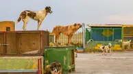 خطر سگ‌گزیدگی! | ایران رتبه سوم جهان را در مرگ‌ومیر بر اثر سگ‌گزیدگی دارد