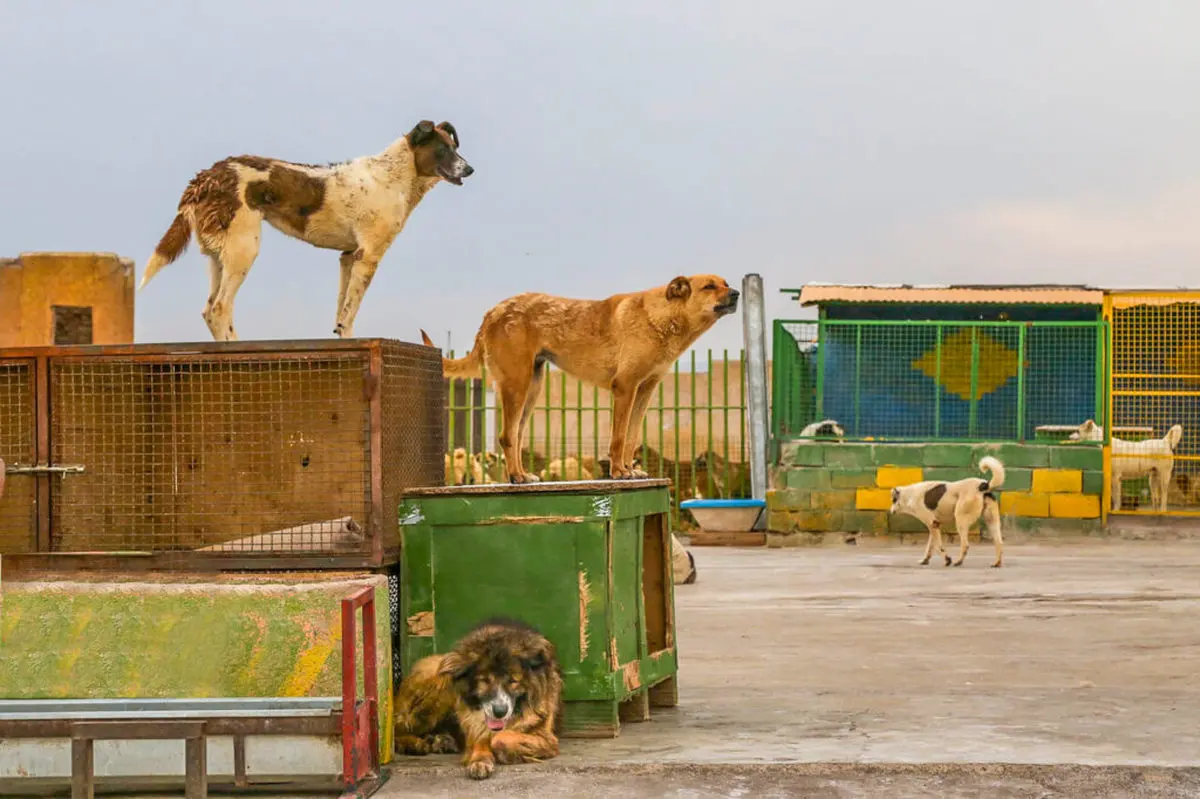 خطر سگ‌گزیدگی! | ایران رتبه سوم جهان را در مرگ‌ومیر بر اثر سگ‌گزیدگی دارد