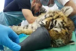 تلاش برای نجات جان بچه ببر یخ زده+ویدئو