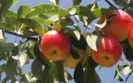 موفقیت محققان کشور در ردیابی ویروس‌ها و سالم‌سازی پایه و ارقام مختلف سیب و زیتون