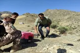 پرنده شکاری پیغو را دیده اید؟! | مرد چوپان این شکارچی را نمی شناخت ! + جزئیات و عکس