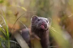 پس از گربه‌ها و ببرها این بار "راسوها" هم به کرونا مبتلا شدند!
