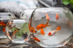 معنای هر یک از سین های هفت سین چیست؟