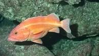 عجیب ترین چیزی که در دنیا می‌بینید | این ماهی از دهنش زایمان می‌کنه!! + ویدئو
