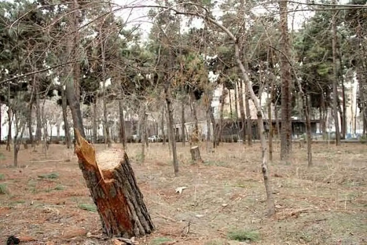 جنگل‌زدایی در روز روشن | بررسی علل و عوامل قطع گسترده درختان دربندسر! +تصویر