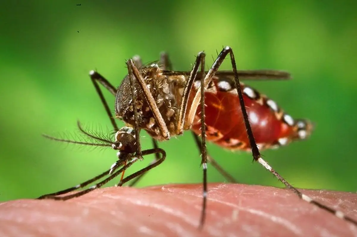 استراتژی جدید دانشمندان برای کاهش جمعیت پشه‌های ناقل بیماری | پشه علیه پشه 