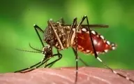 استراتژی جدید دانشمندان برای کاهش جمعیت پشه‌های ناقل بیماری | پشه علیه پشه 