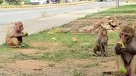 پای میمون‌ها به شهر باز شد | میمون‌های هندی شهر را به هم ریختند + ویدئو