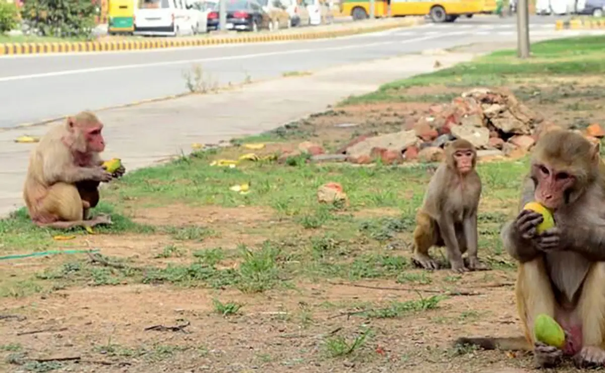 پای میمون‌ها به شهر باز شد | میمون‌های هندی شهر را به هم ریختند + ویدئو