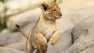 صحنه‌هایی نادر از اولین شکار یک بچه شیر+ویدئو 