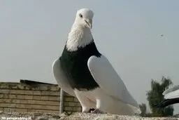 ماجرای سرو کبوتر در رستوران تهران 
