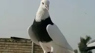 ماجرای سرو کبوتر در رستوران تهران 