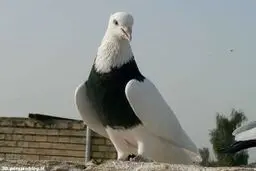 ماجرای سرو کبوتر در رستوران تهران 