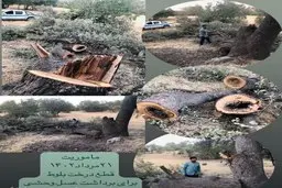 عسل وحشی به قیمت نابودی جنگل‌ها | درختان بلوط نورآباد قربانی سودجویی