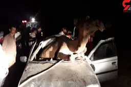شتر جان مرد هرمزگانی را گرفت / جوان 21 ساله له شد