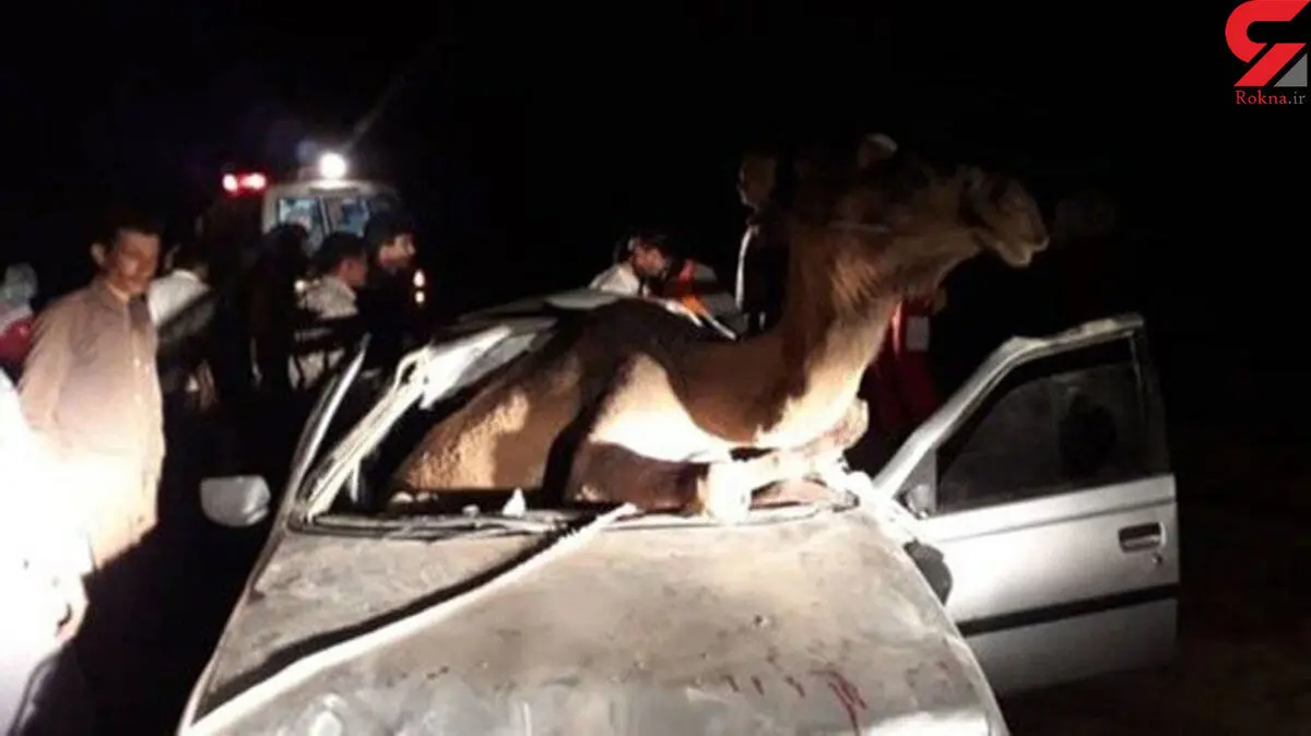 شتر جان مرد هرمزگانی را گرفت / جوان 21 ساله له شد