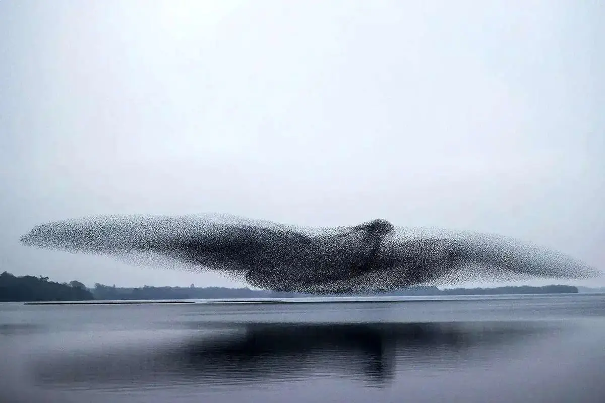 رقص هماهنگ پرندگان سار بر فراز اسکله وستمینستر | لحظه ای با حیوانات حیات وحش +ویدئو